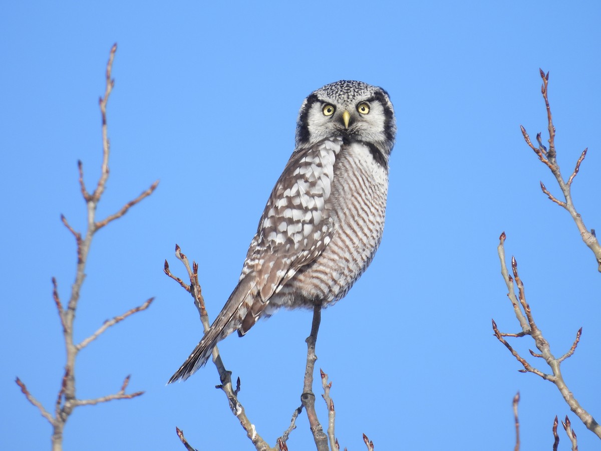Northern Hawk Owl - ML646528115