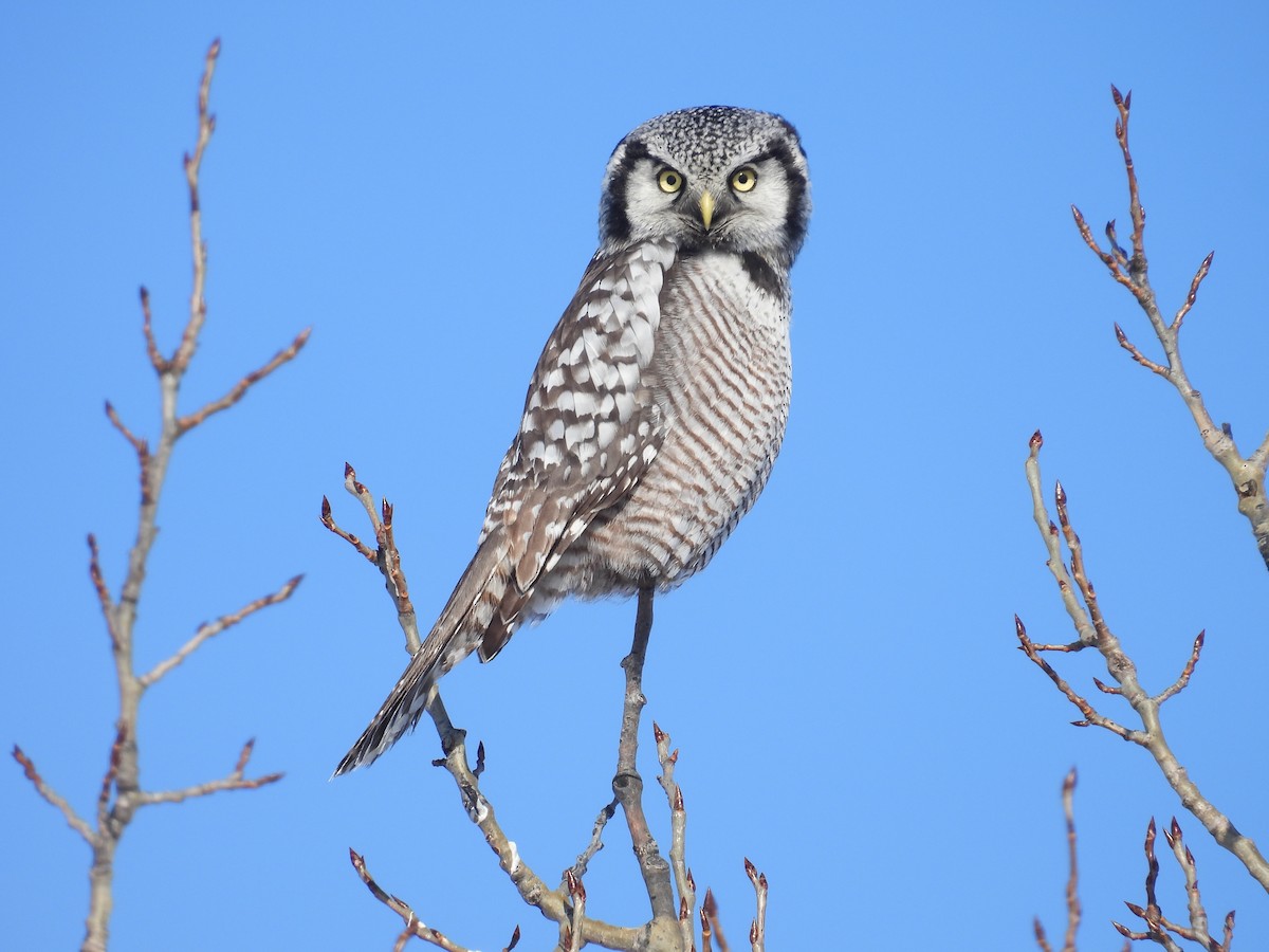 Northern Hawk Owl - ML646528116