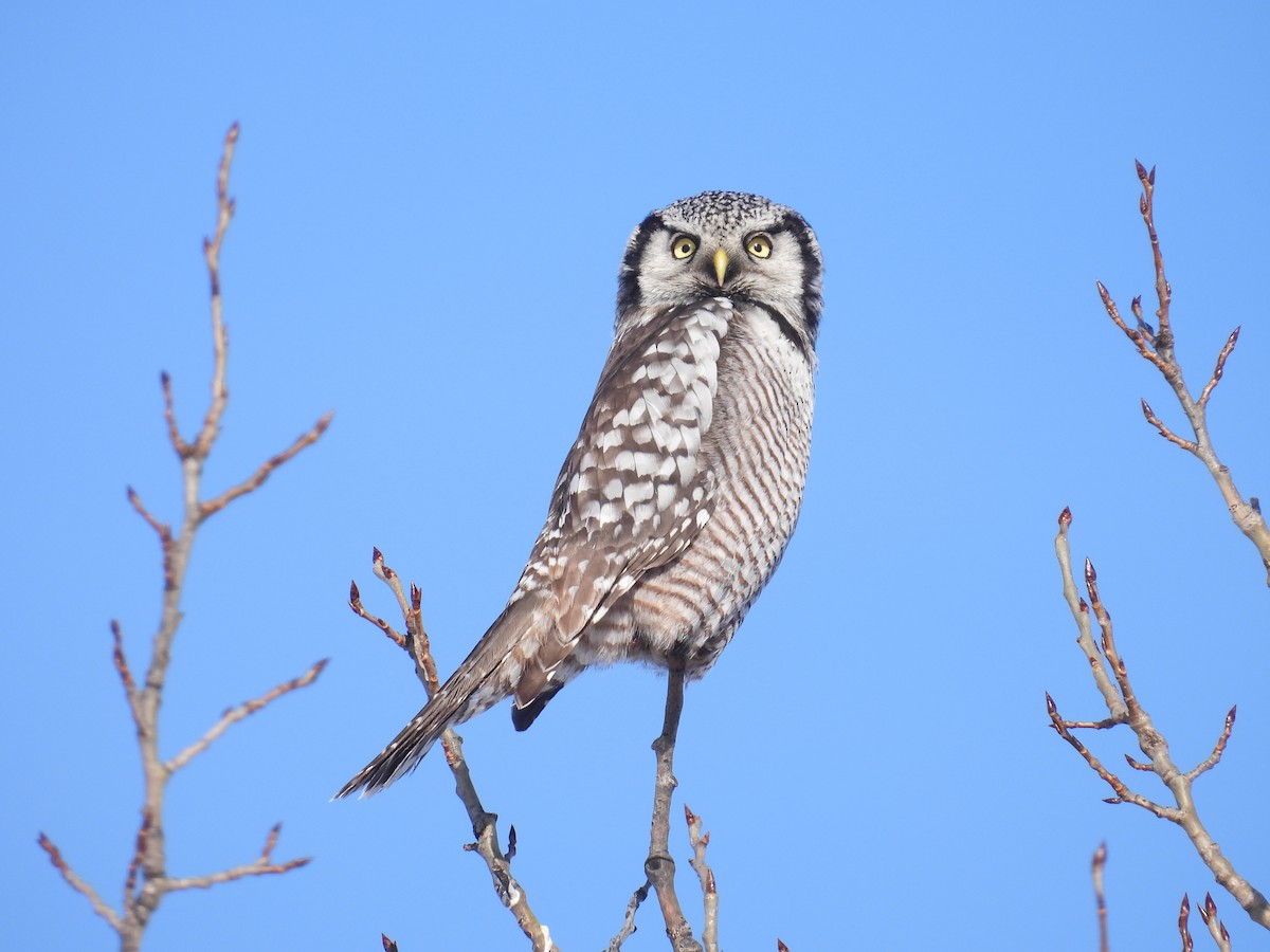 Northern Hawk Owl - ML646528117