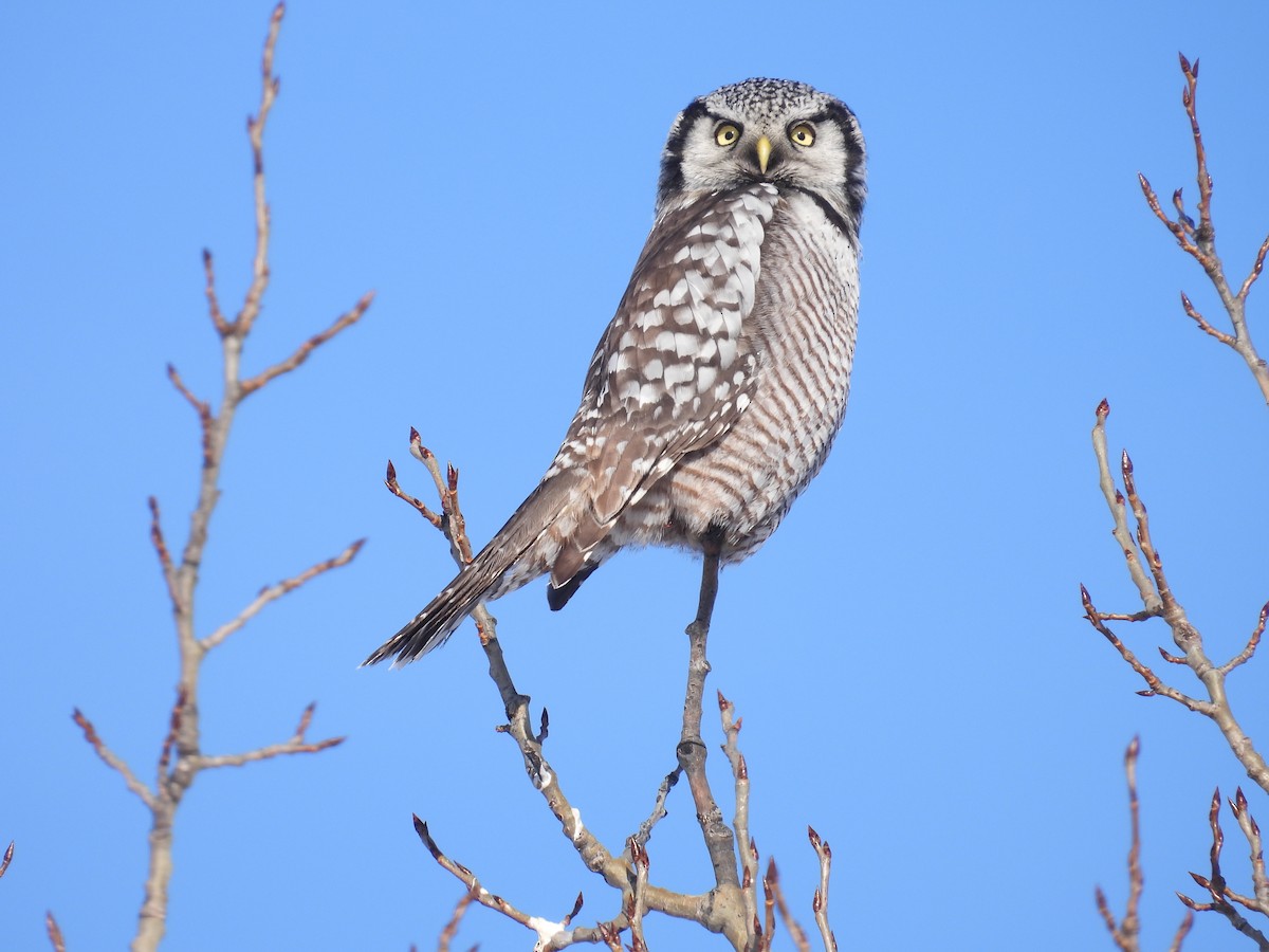 Northern Hawk Owl - ML646528118