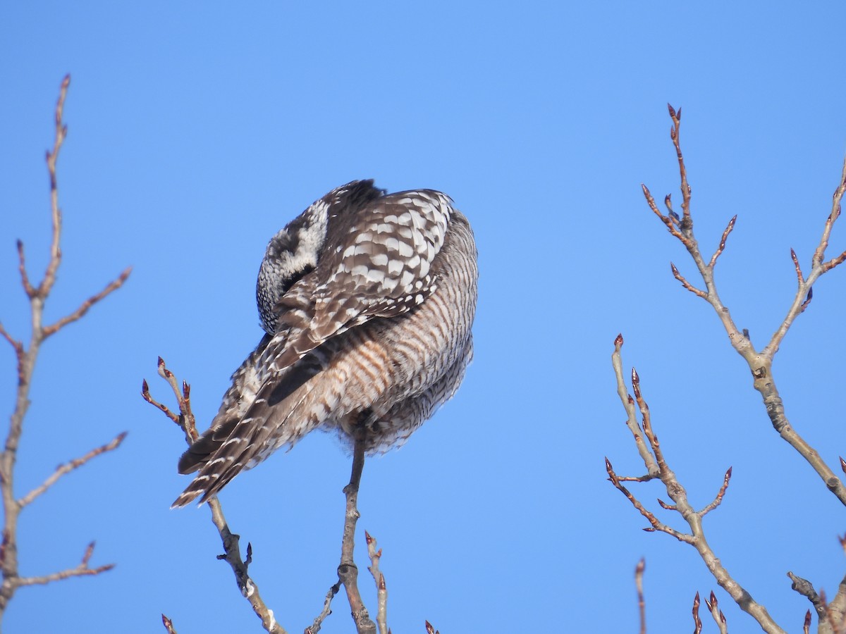 Northern Hawk Owl - ML646528119