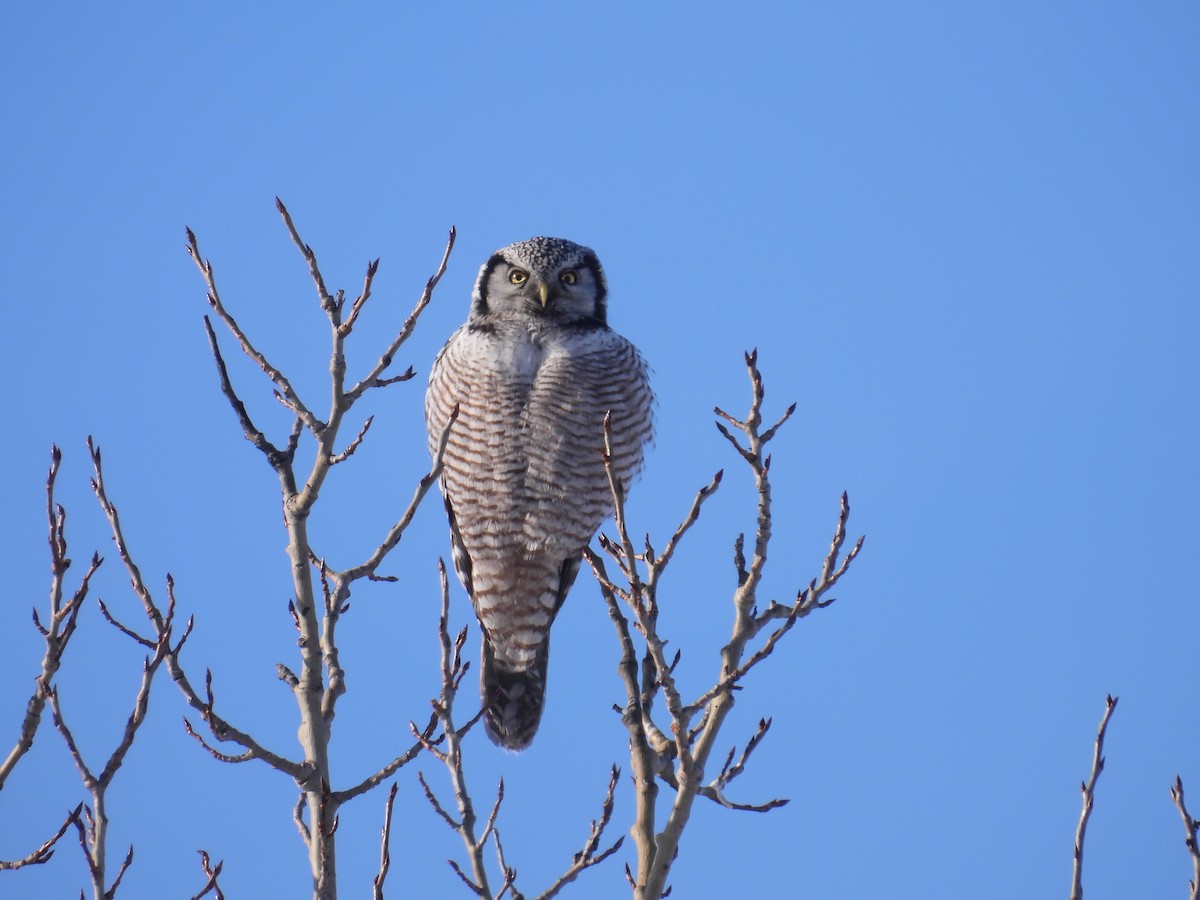 Northern Hawk Owl - ML646528121