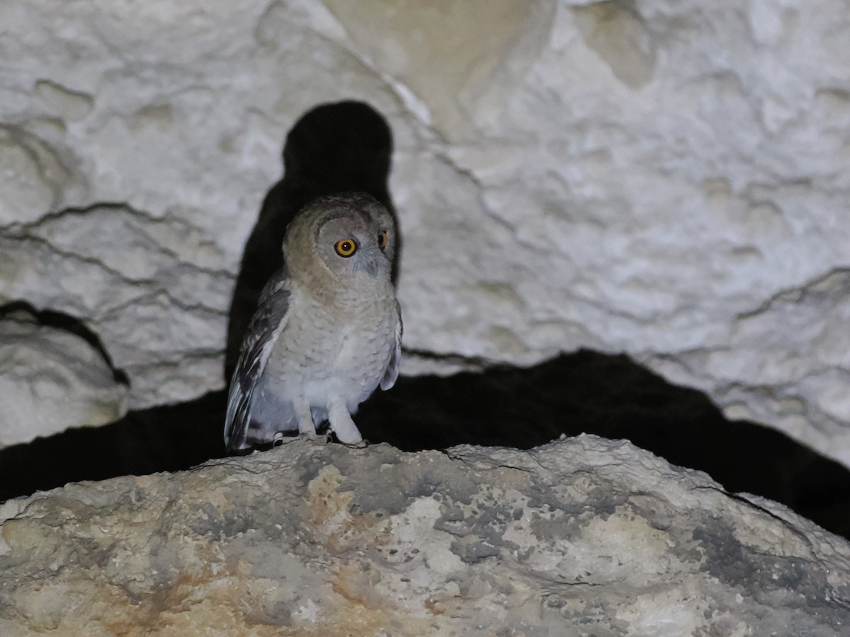 Сова бліда - ML646528122