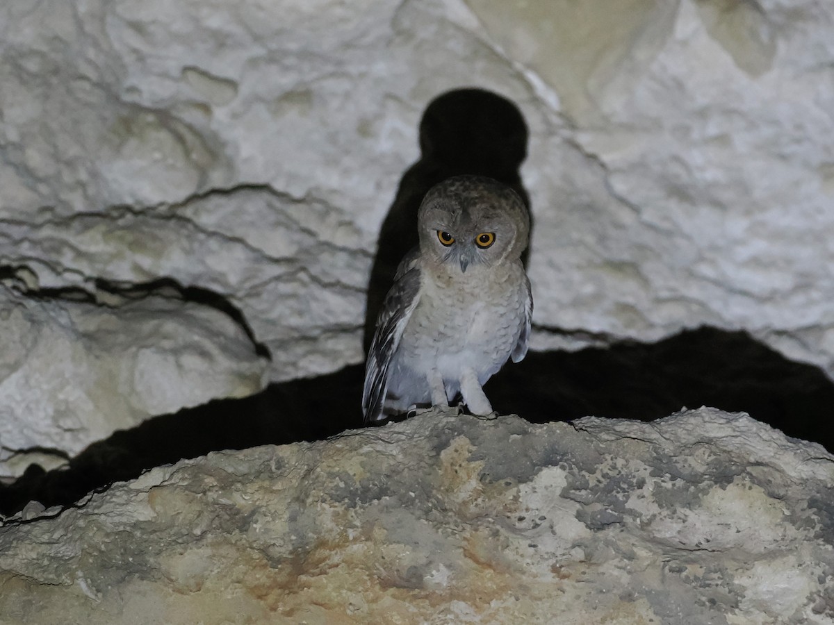 Сова бліда - ML646528123