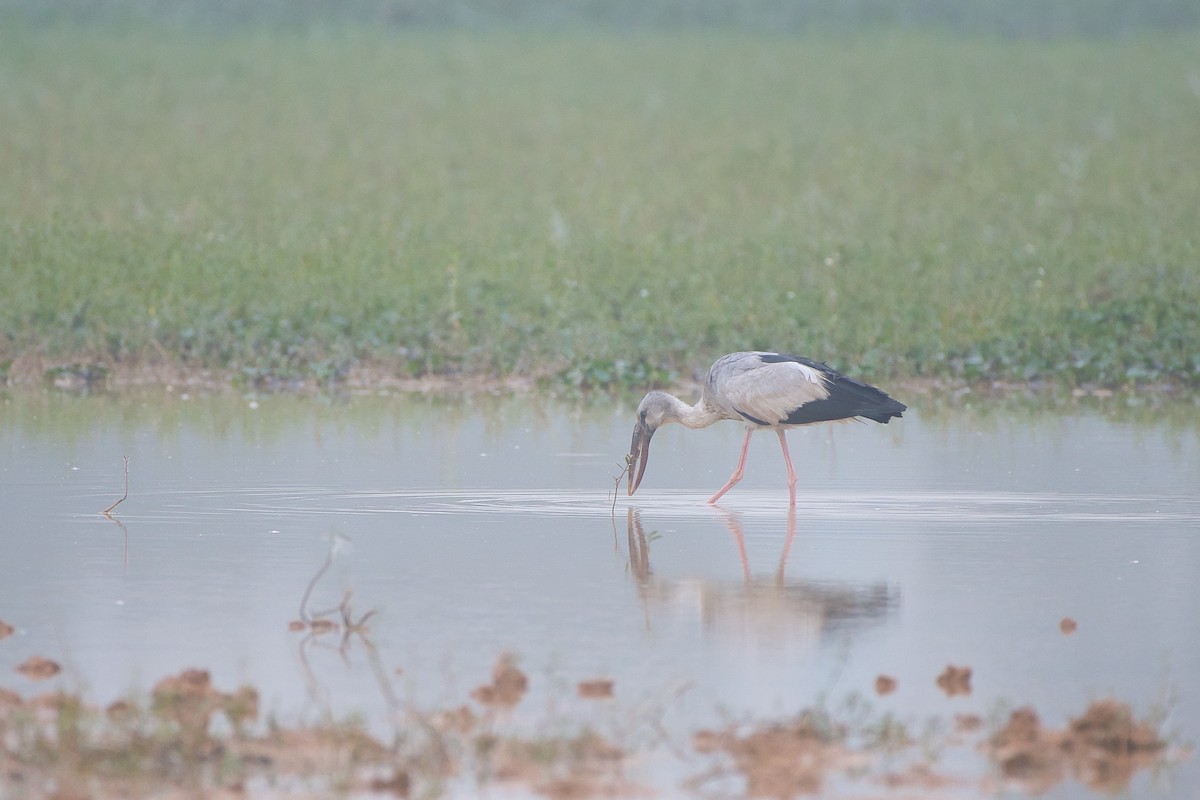 Asian Openbill - ML646528124