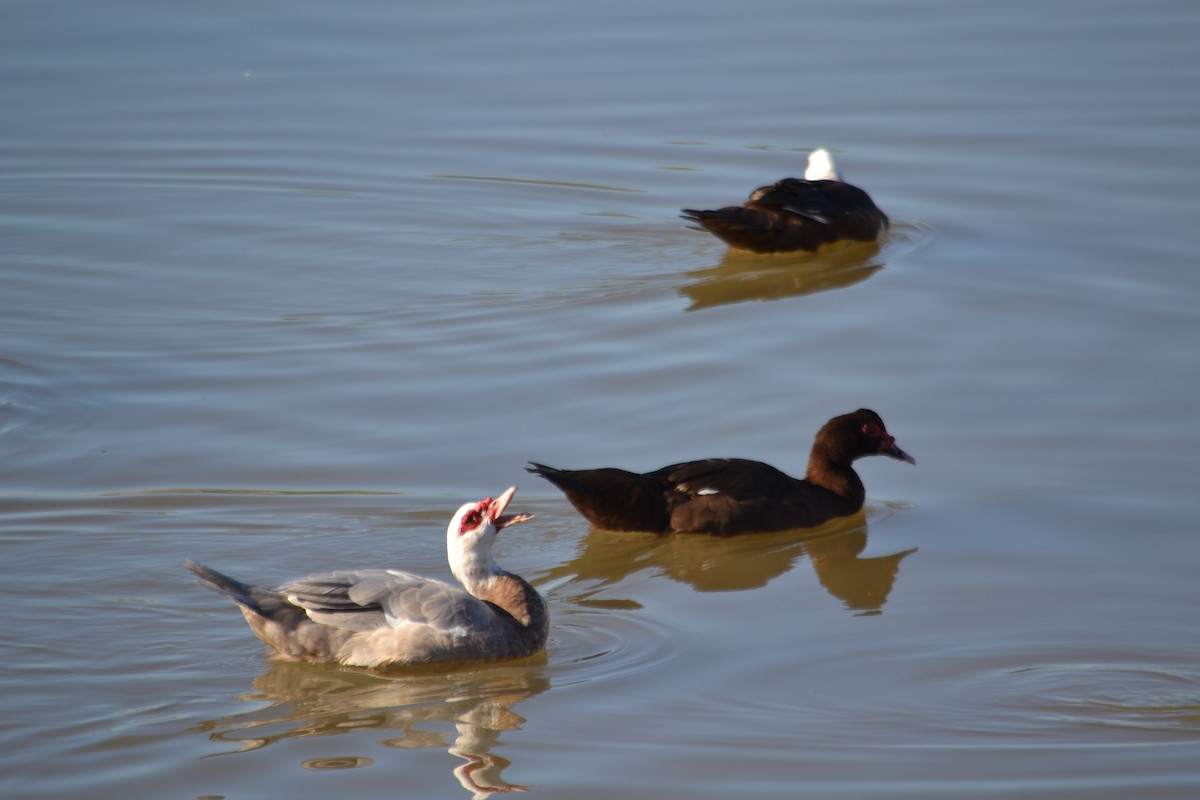 Muscovy Duck (Domestic type) - ML646528125