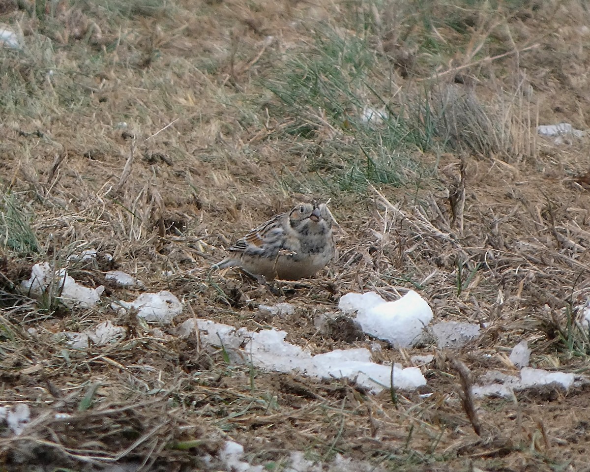 lappspurv - ML646528126