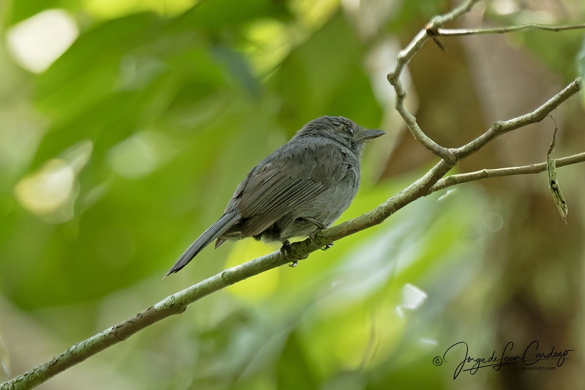 Cinereous Antshrike - ML646528127