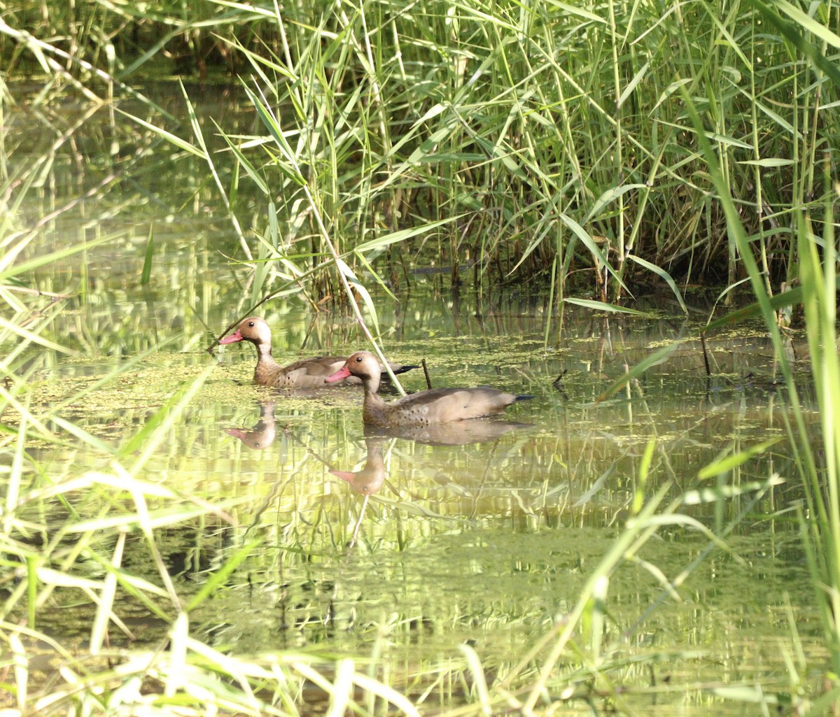 Brazilian Teal - ML646528129