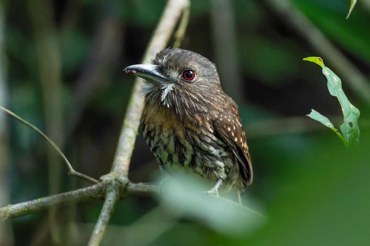 White-whiskered Puffbird - ML646528133