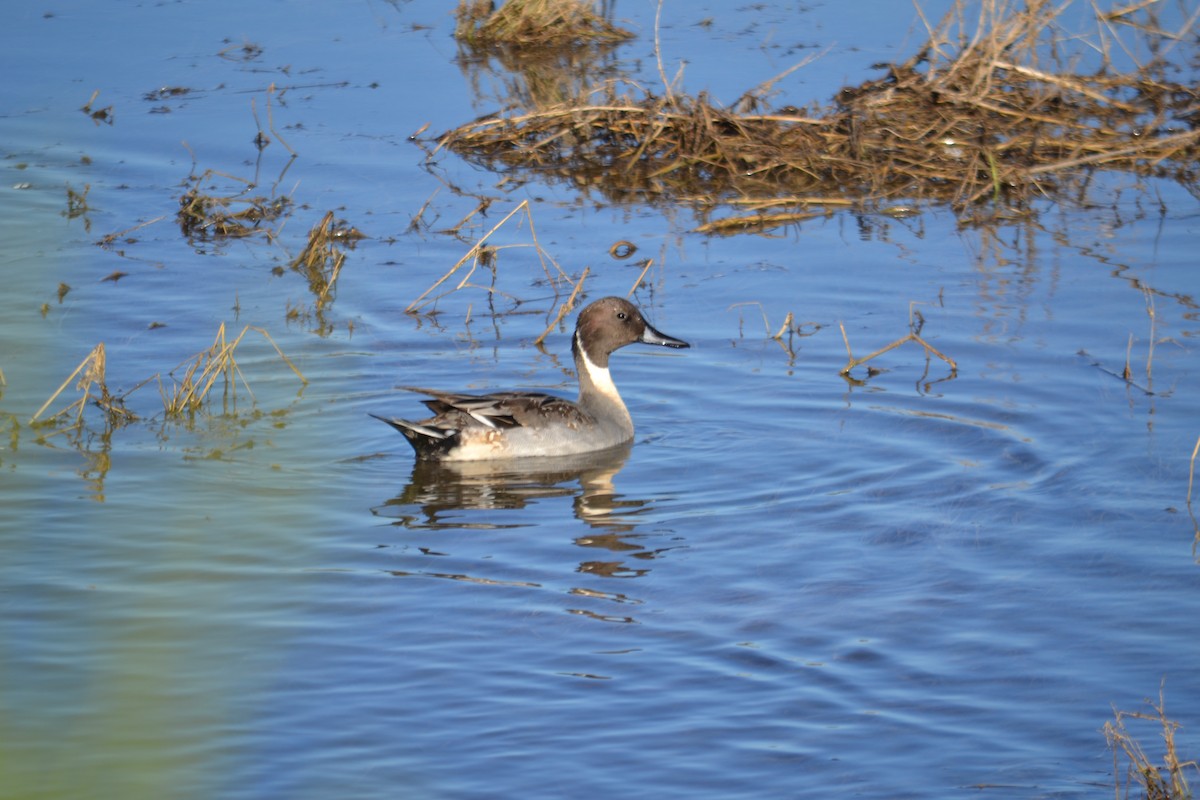 Northern Pintail - ML646528134