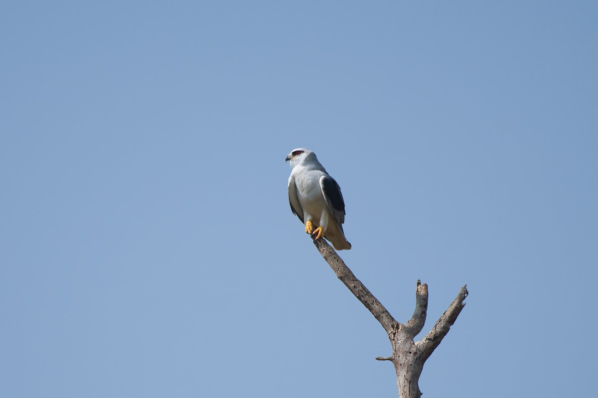 Black-winged Kite - ML646528138