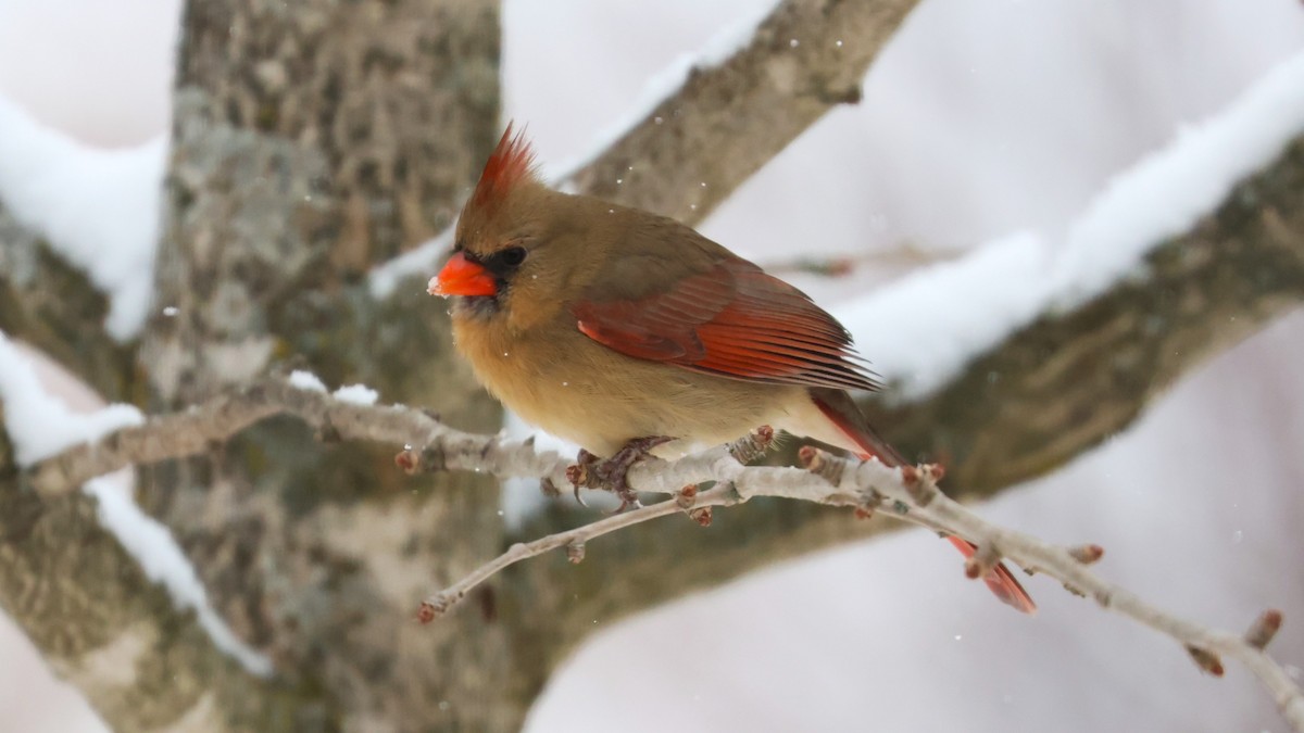 Kardinal arrunta - ML646528139