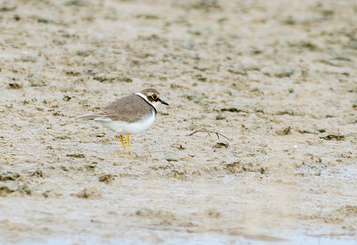 Little Ringed Plover - ML646528140