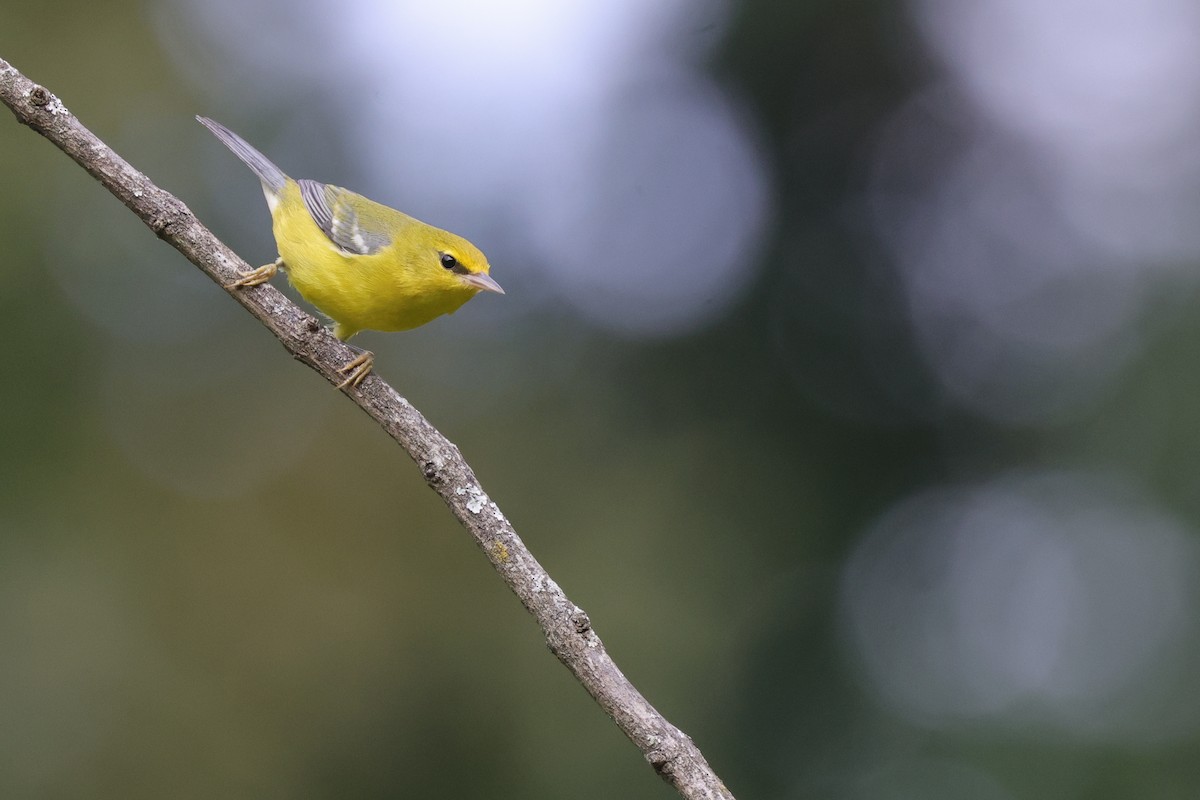 Blue-winged Warbler - ML646528141