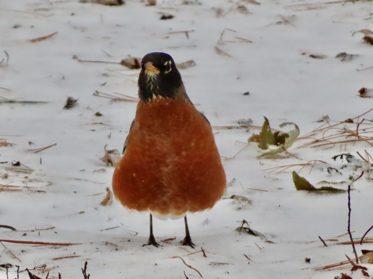 Wanderdrossel - ML646528142