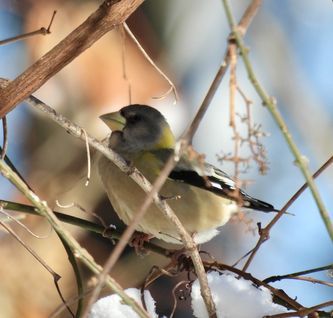 Evening Grosbeak - ML646528143