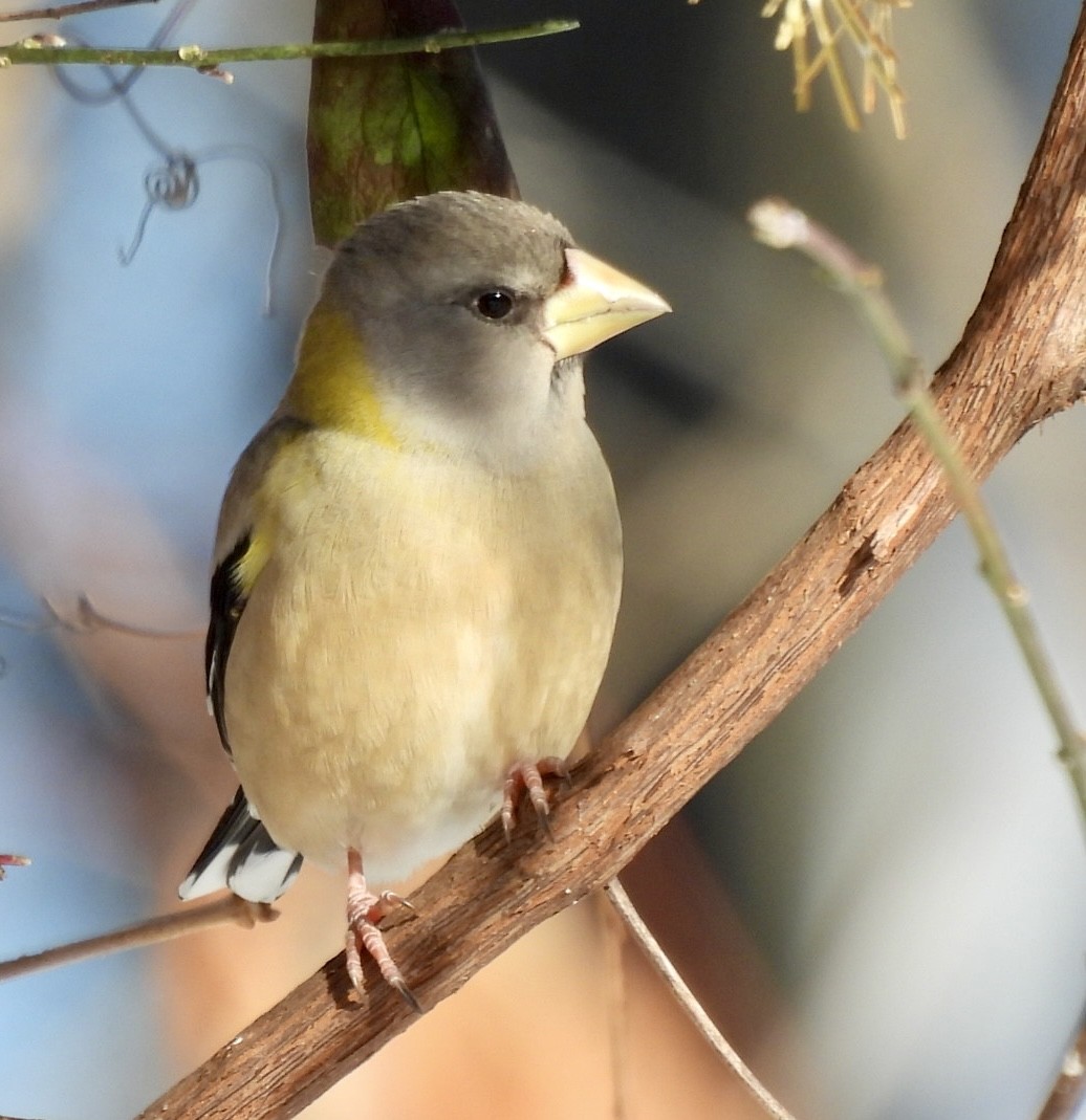 Evening Grosbeak - ML646528144