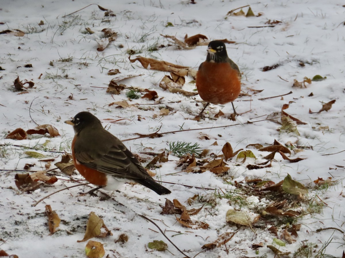 Wanderdrossel - ML646528145