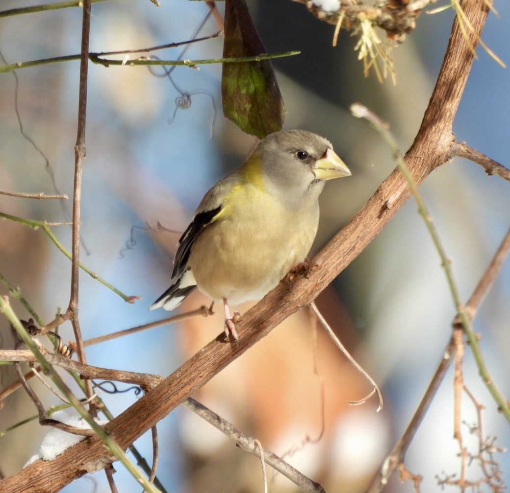 Evening Grosbeak - ML646528146