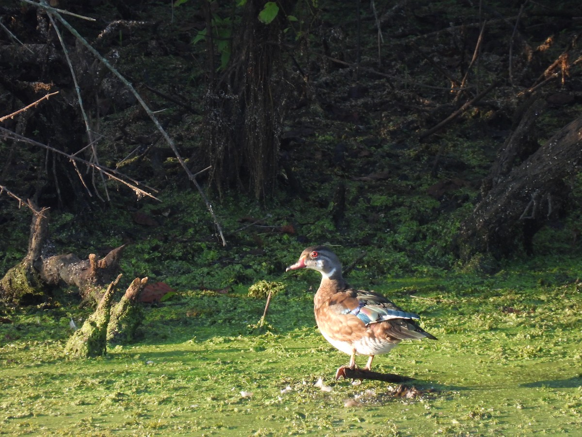 Canard branchu - ML646528147