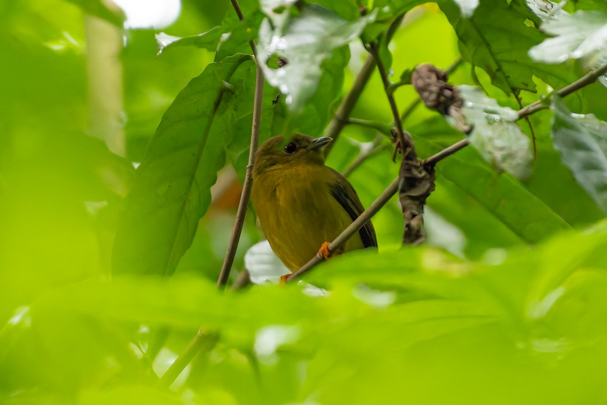 Orange-collared Manakin - ML646528148