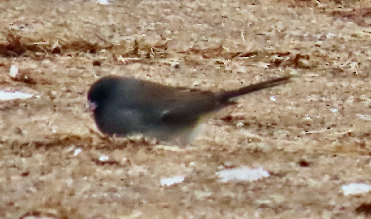 Dark-eyed Junco - ML646528153