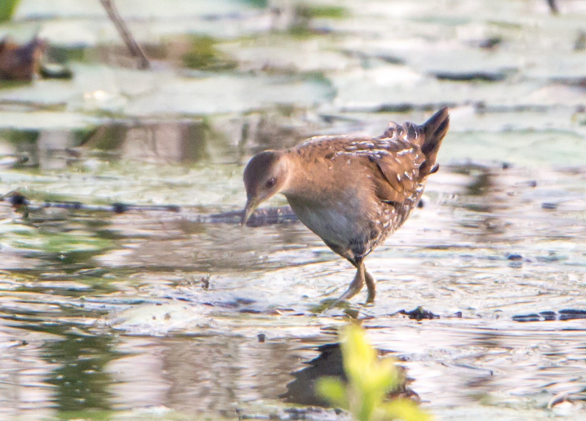 Baillon's Crake - ML646528154