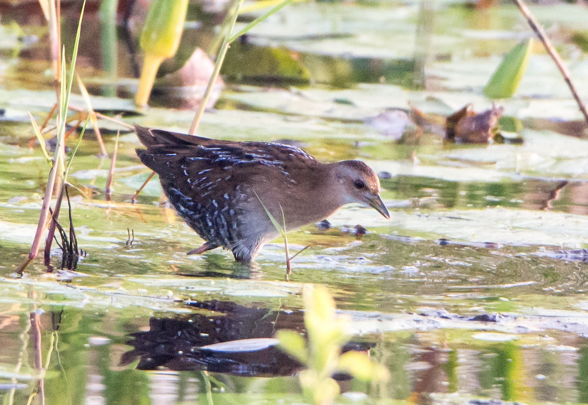 Baillon's Crake - ML646528156