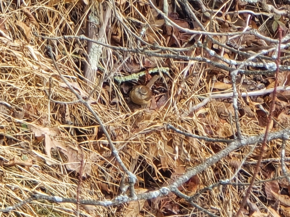 Carolina Wren - ML646528157