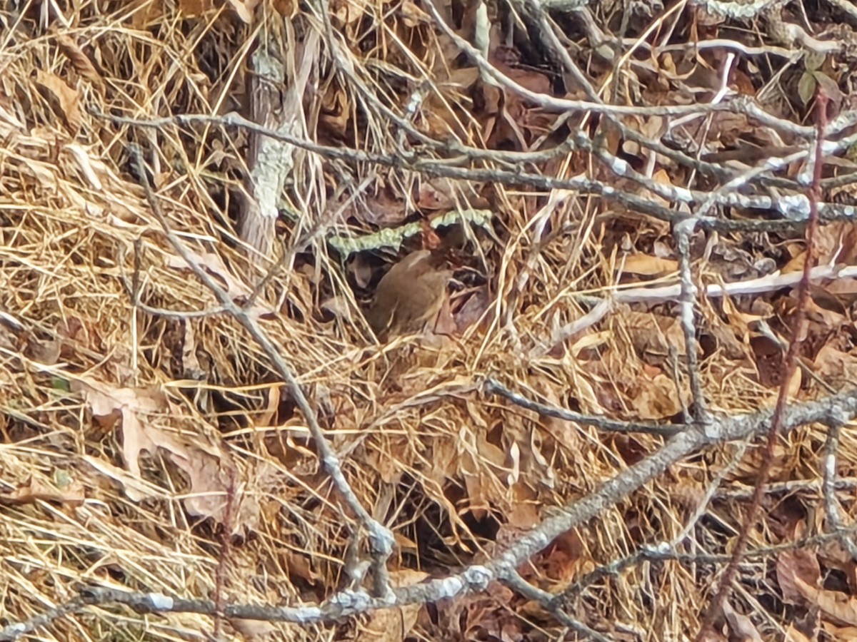 Carolina Wren - ML646528159