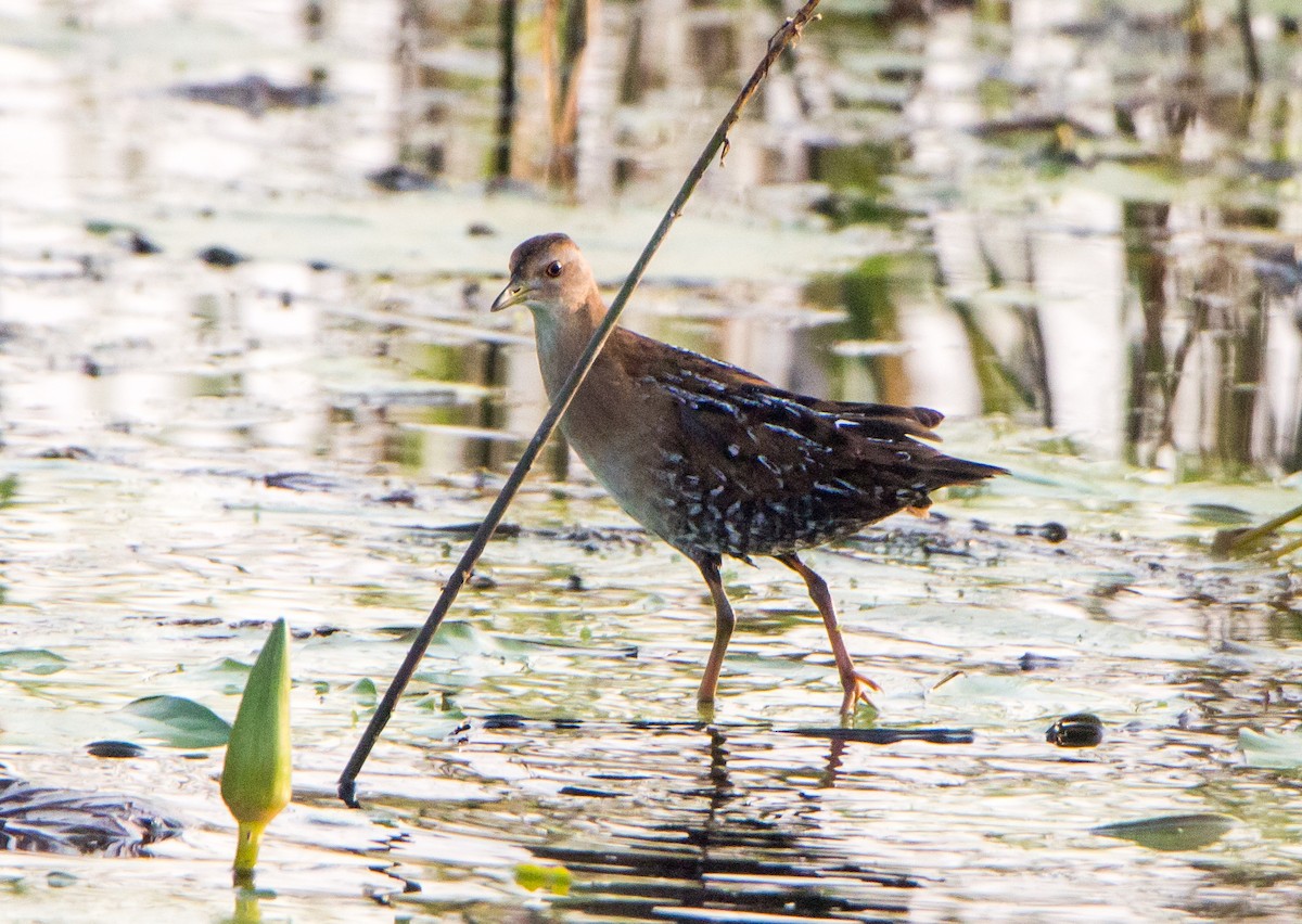 Baillon's Crake - ML646528160