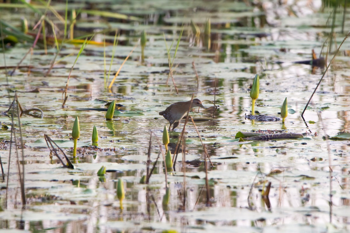 Baillon's Crake - ML646528162