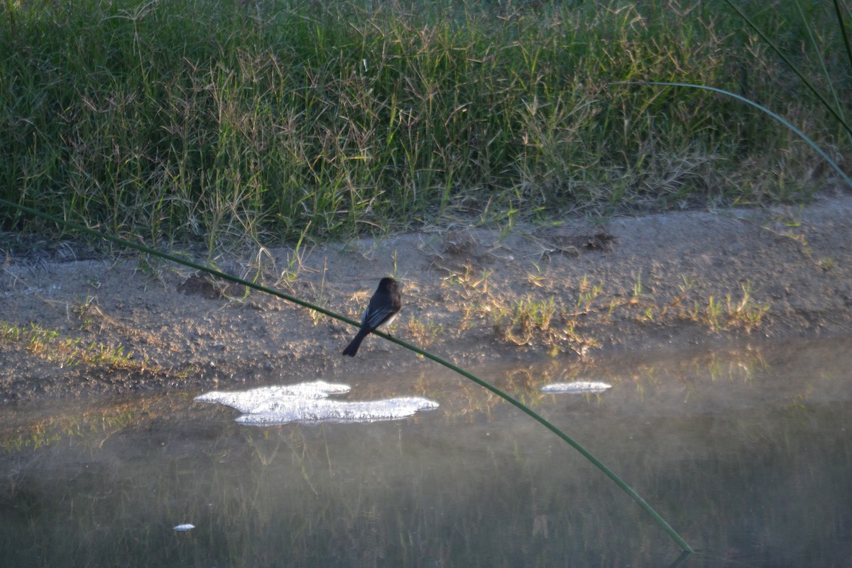 Black Phoebe - ML646528163