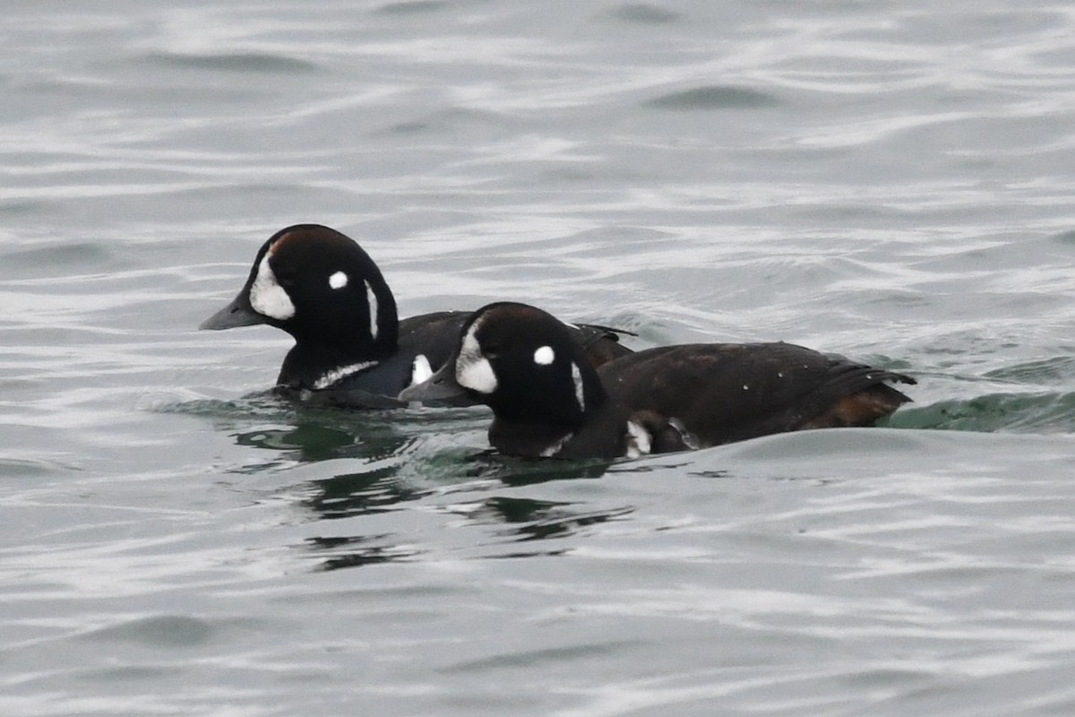Harlequin Duck - ML646528165