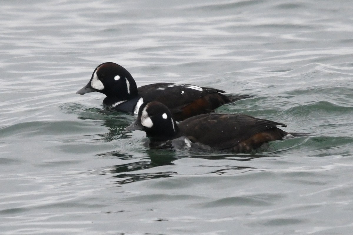 Harlequin Duck - ML646528166
