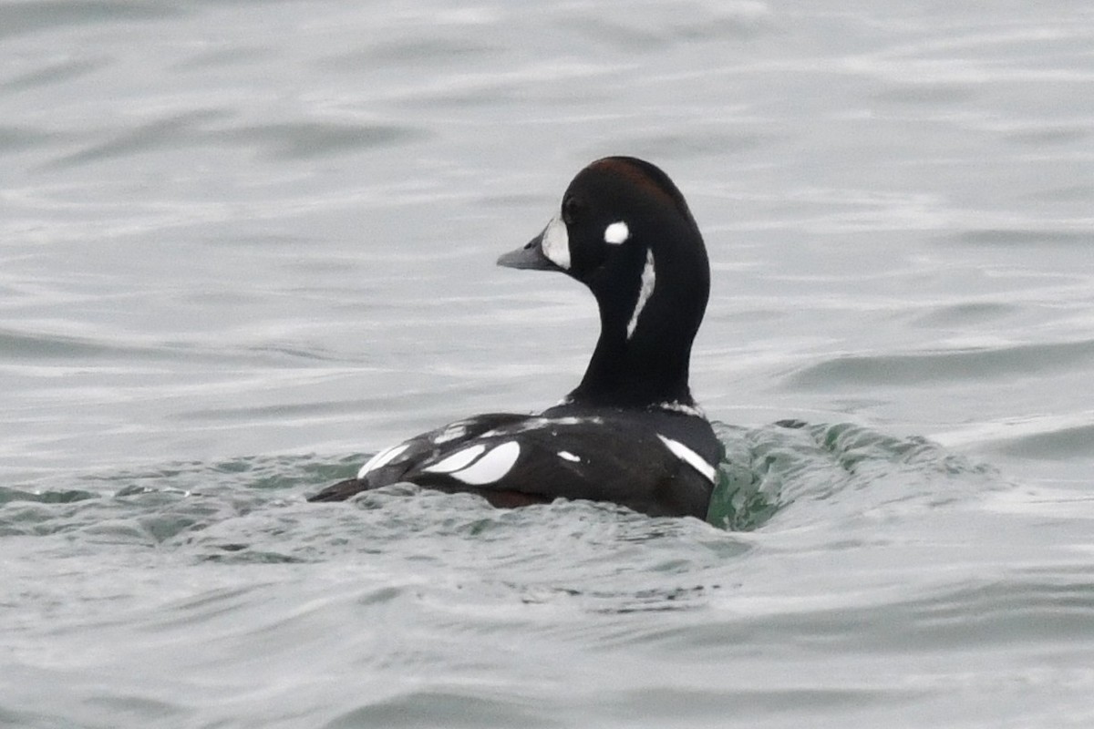 Harlequin Duck - ML646528167