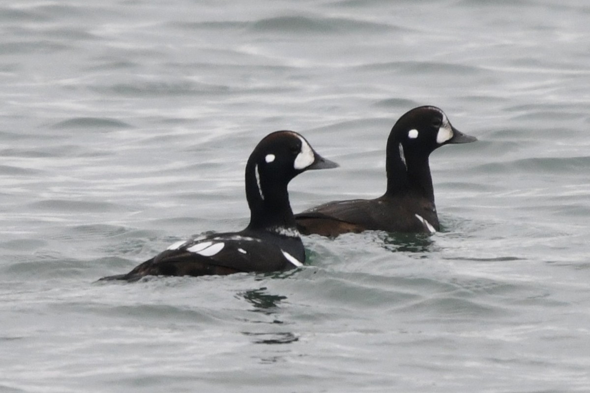 Harlequin Duck - ML646528168