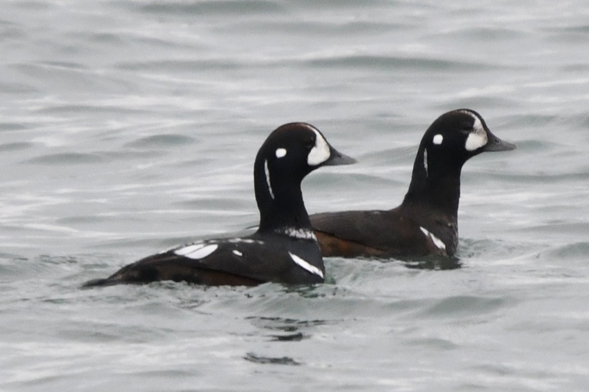 Harlequin Duck - ML646528169
