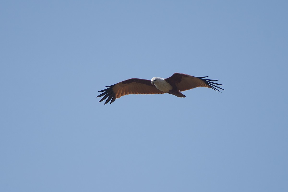 Brahminy Kite - ML646528170