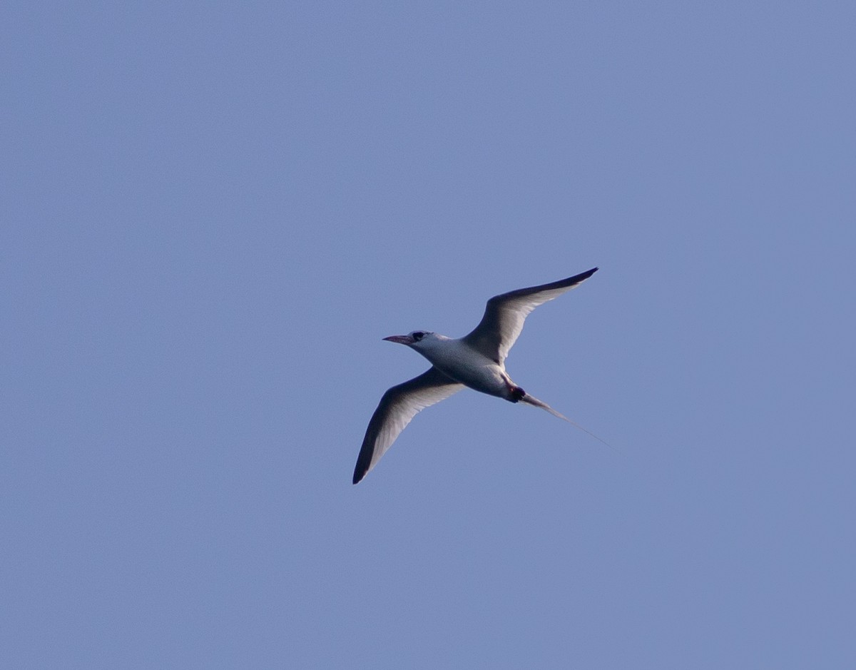 Red-billed Tropicbird - ML646528172