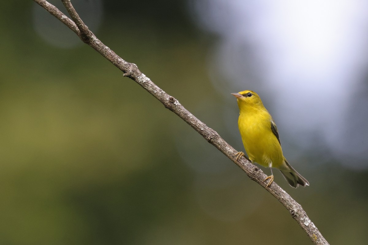 Blue-winged Warbler - ML646528173