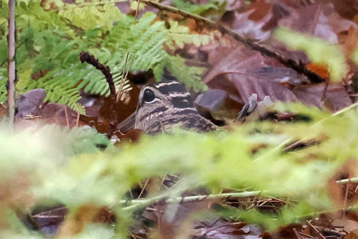 Oilagor eurasiarra - ML646528174