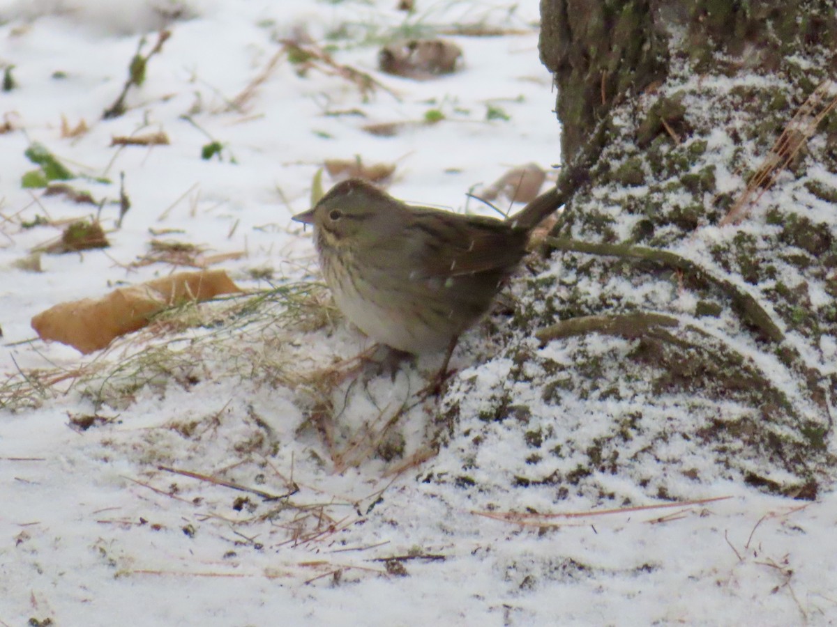 Lincolnammer - ML646528177