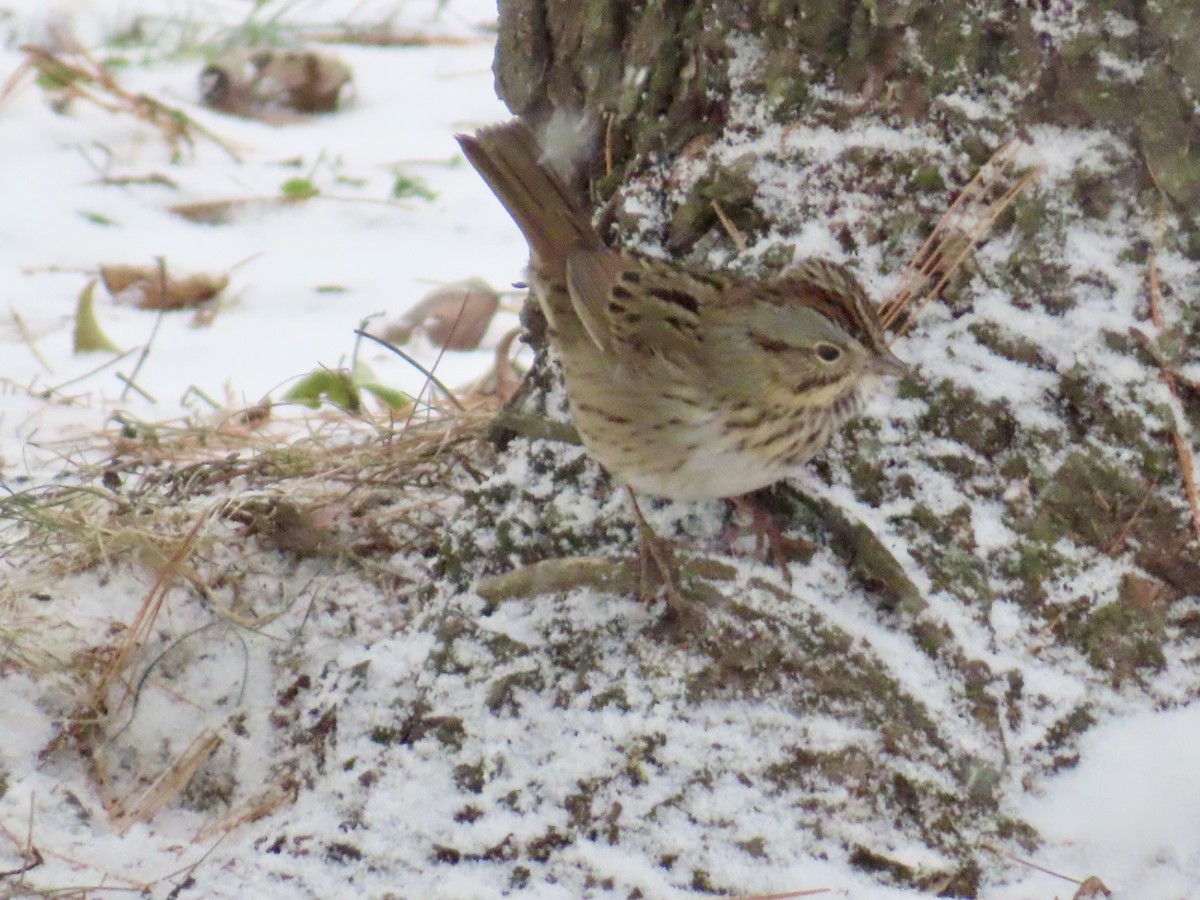 Lincolnammer - ML646528178