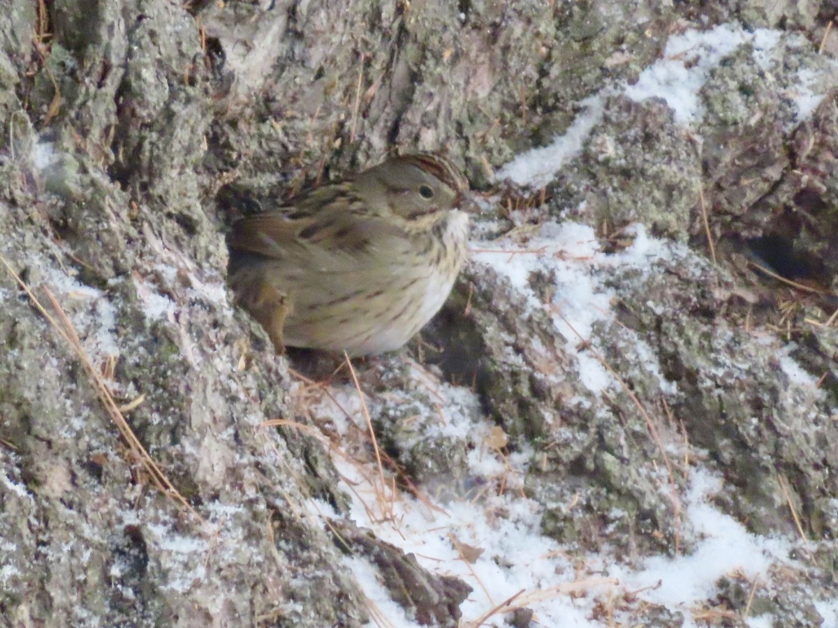 Lincolnammer - ML646528179