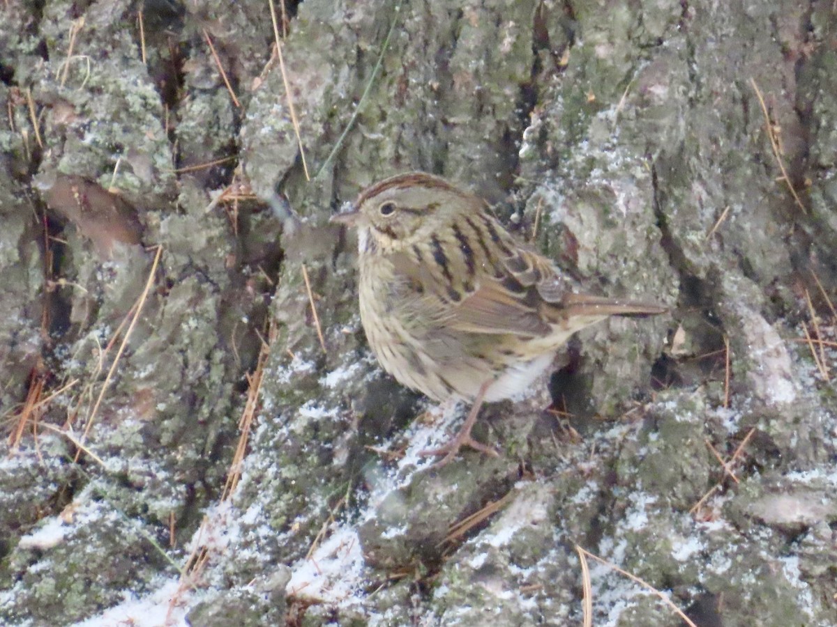 Lincolnammer - ML646528180