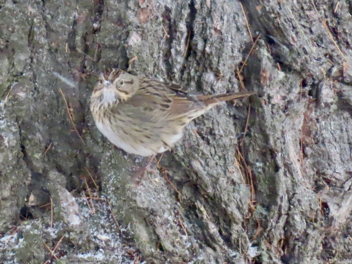 Lincolnammer - ML646528181