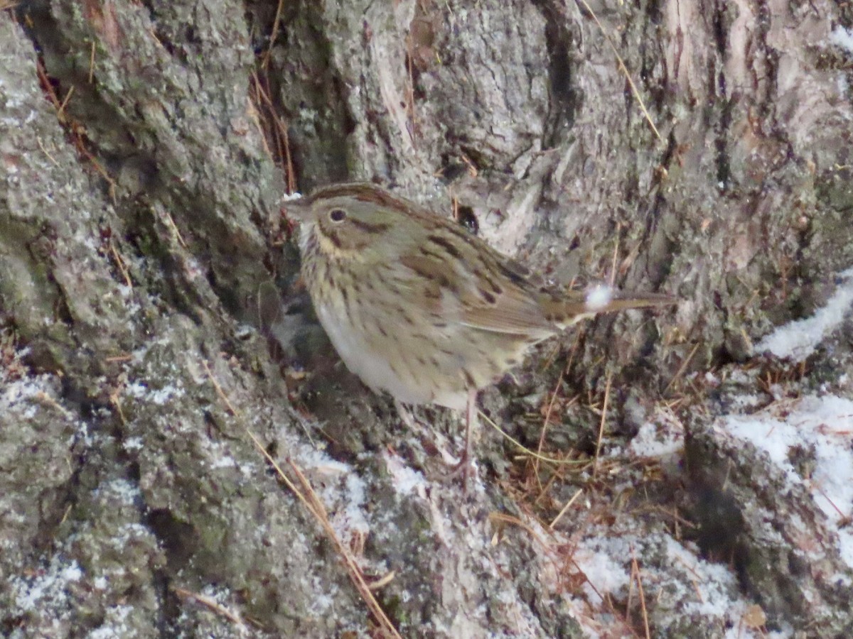 Lincolnammer - ML646528182