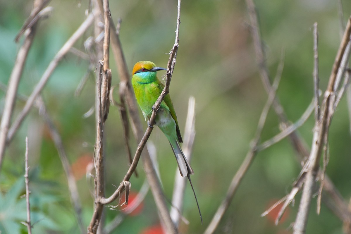 Asian Green Bee-eater - ML646528183